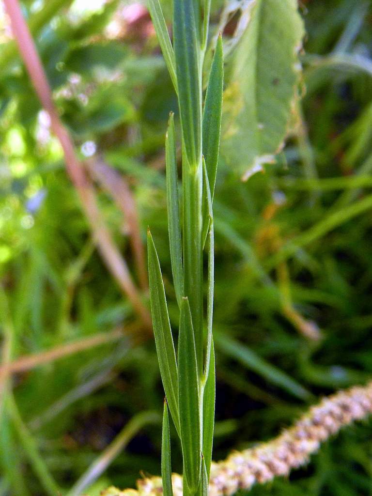 Linum bienne